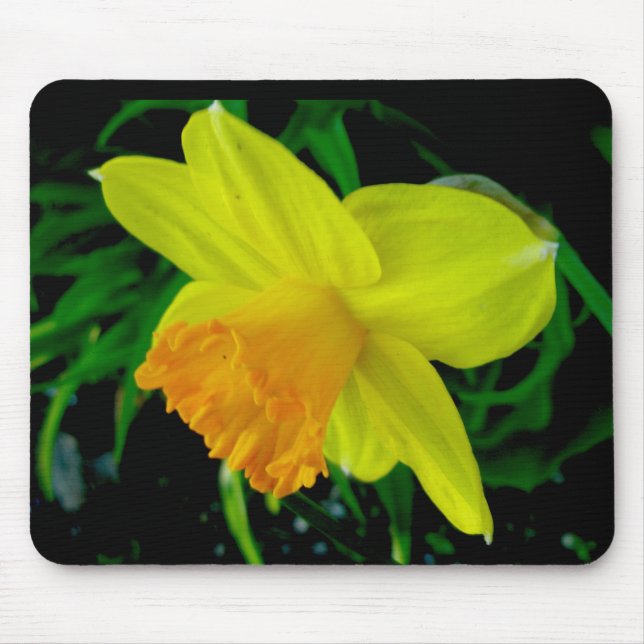 Yellow Orange Daffodil Mousepad (Vorne)