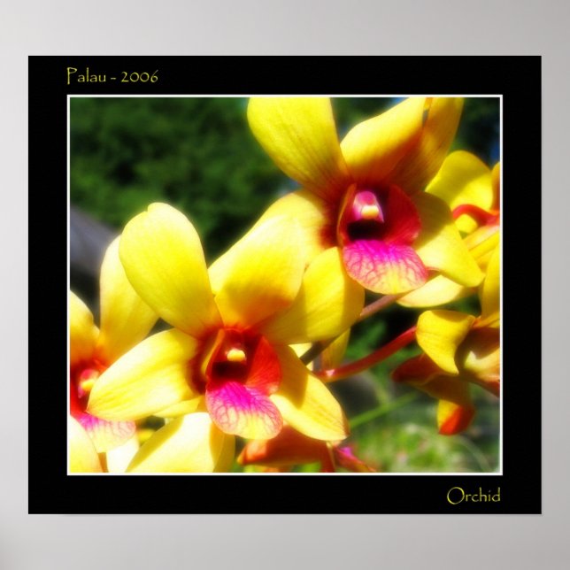 Yellow Orchid Poster (Vorne)