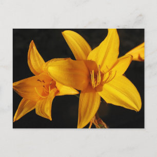 Yellow Orchid Postkarte