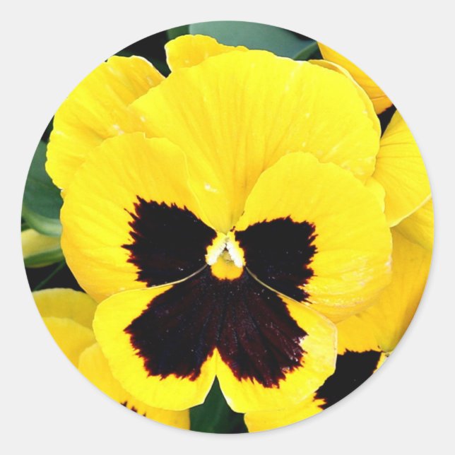 Yellow Pansy Runder Aufkleber (Vorderseite)
