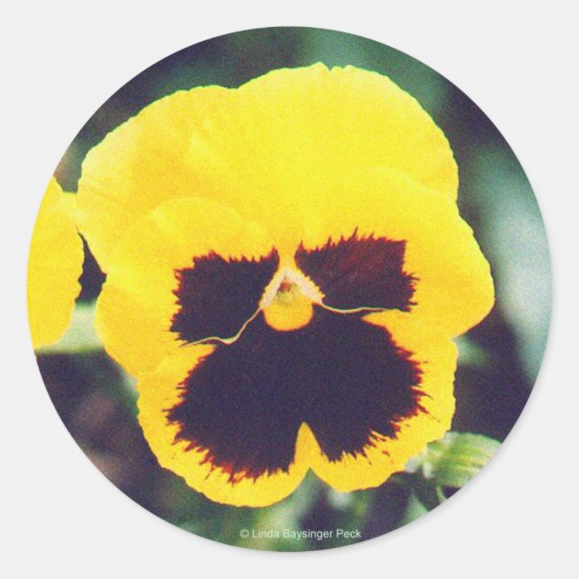 Yellow Pansy Runder Aufkleber (Vorderseite)