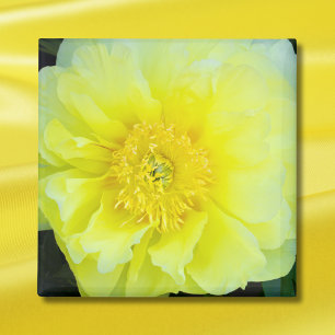Yellow Peony Magnet
