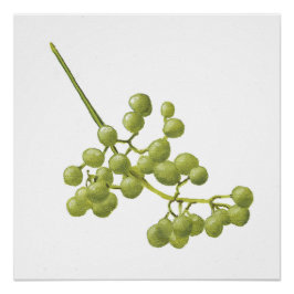 Yellow Peppercorns - Botanical Study 2 Poster