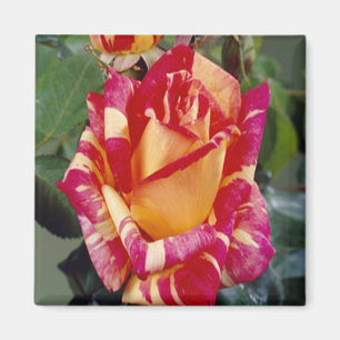 Yellow Pink Roses Magnet