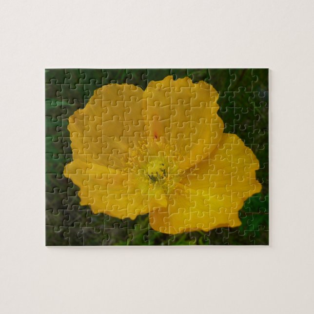 Yellow Poppy Alaskan Wildblume Floral (Horizontal)