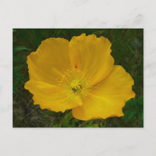 Yellow Poppy Alaskan Wildblume Floral Postkarte