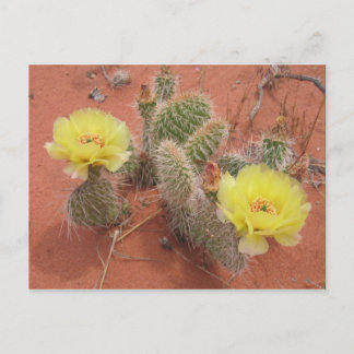 Yellow Prickley Pear Postkarte