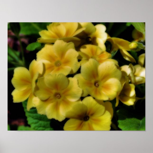 Yellow Primrose Blume Orton Art Poster (Vorne)