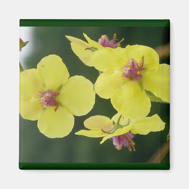 Yellow Primrose Magnet (Vorne)