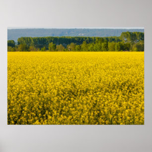 yellow rapeseed flowers illuminated by sun poster