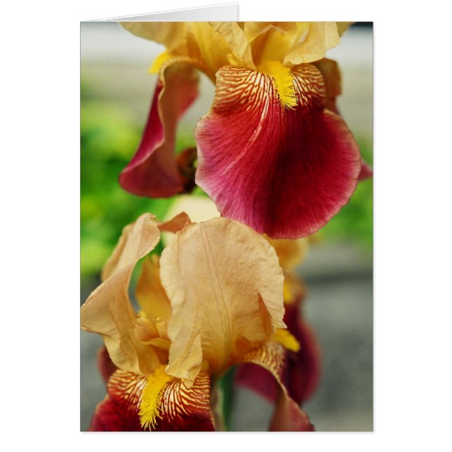 Yellow Red Iris (Vorne)