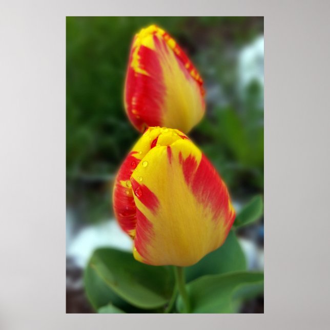yellow red tulips poster (Vorne)