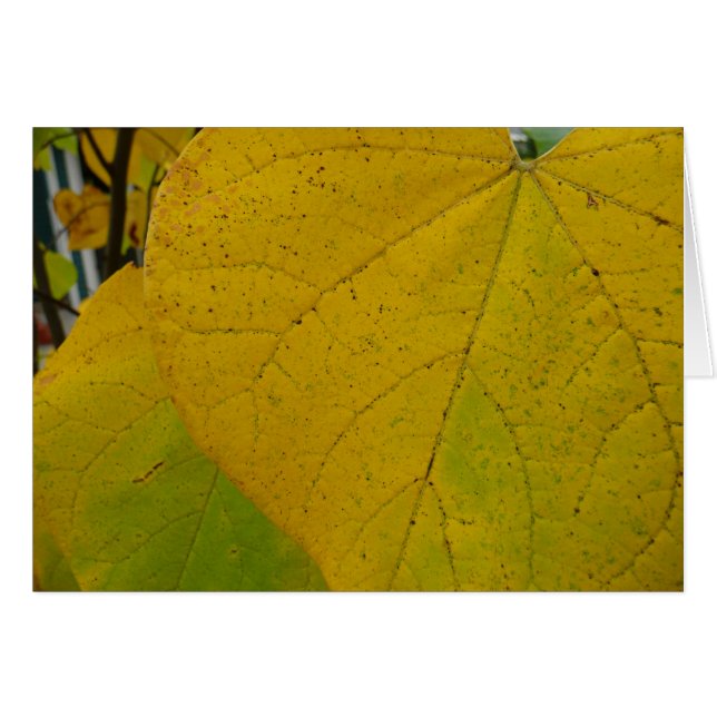 Yellow Redbud Verlasse Autumn Nature Fotografy (Vorderseite (Horizontal))