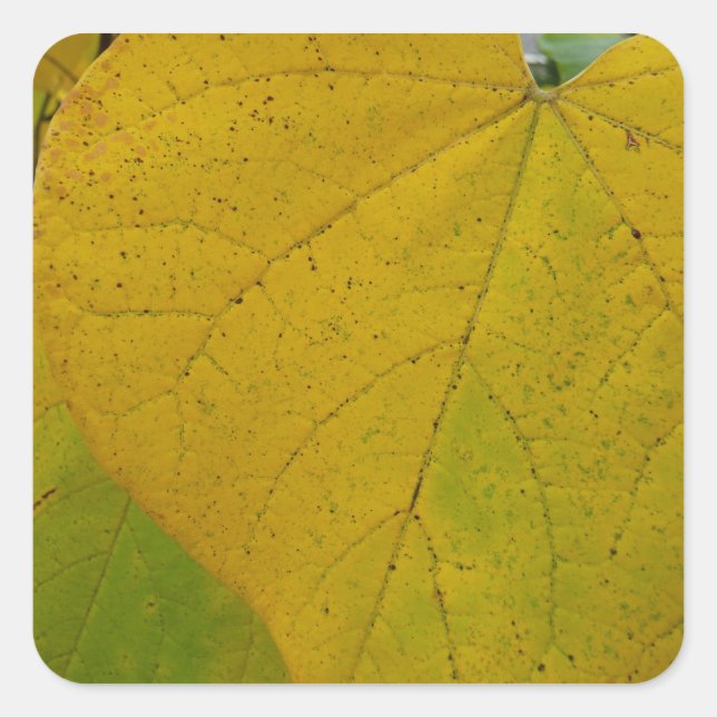 Yellow Redbud Verlasse Autumn Nature Fotografy Quadratischer Aufkleber (Vorderseite)