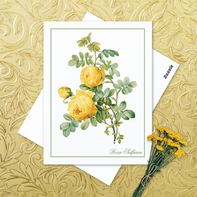 Yellow Rosa Sulfurea Pierre-Joseph Redouté Postkarte (Von Creator hochgeladen)