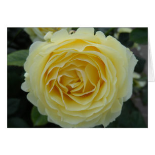 Yellow Rose