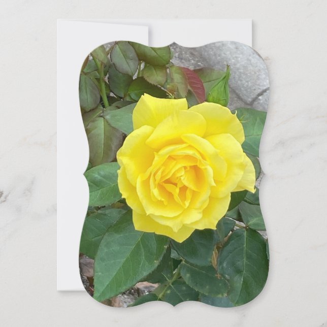 Yellow Rose Card (Vorderseite)
