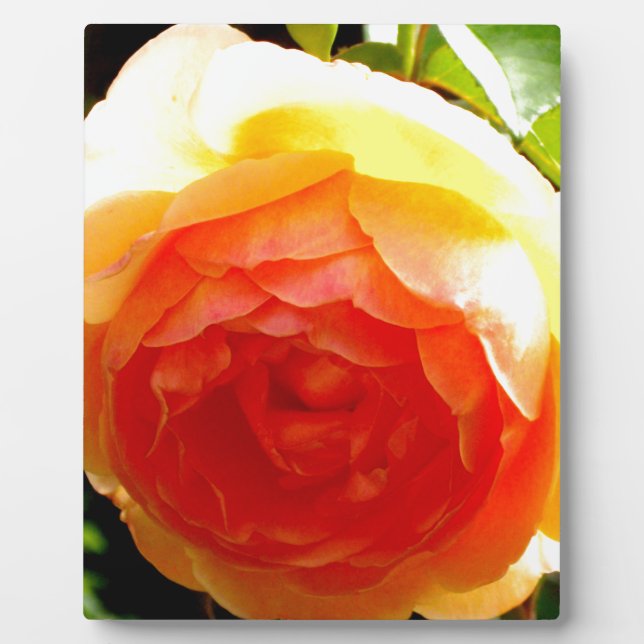 Yellow Rose Fotoplatte (Vorderseite)