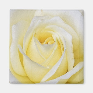 Yellow Rose Magnet