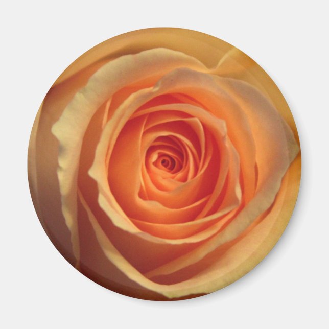 Yellow Rose Magnet (Vorne)