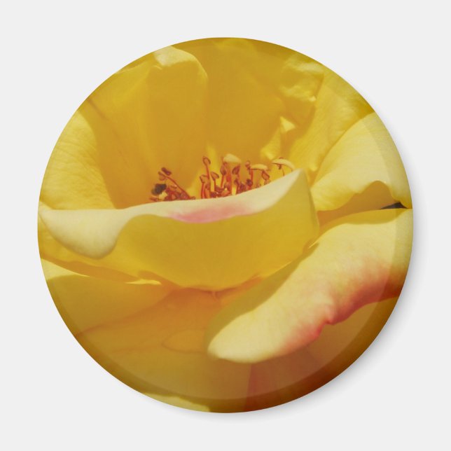 Yellow Rose Magnet (Vorne)