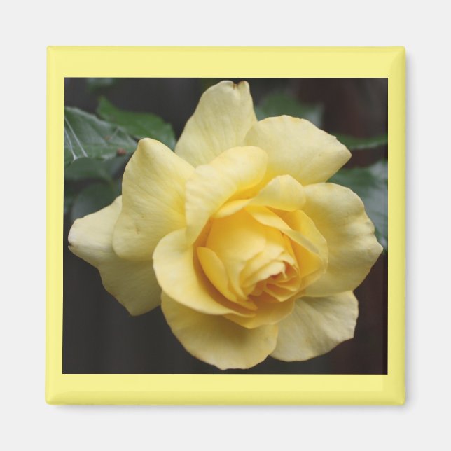 Yellow Rose Magnet (Vorne)