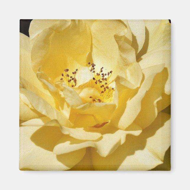 Yellow Rose Magnet (Vorne)