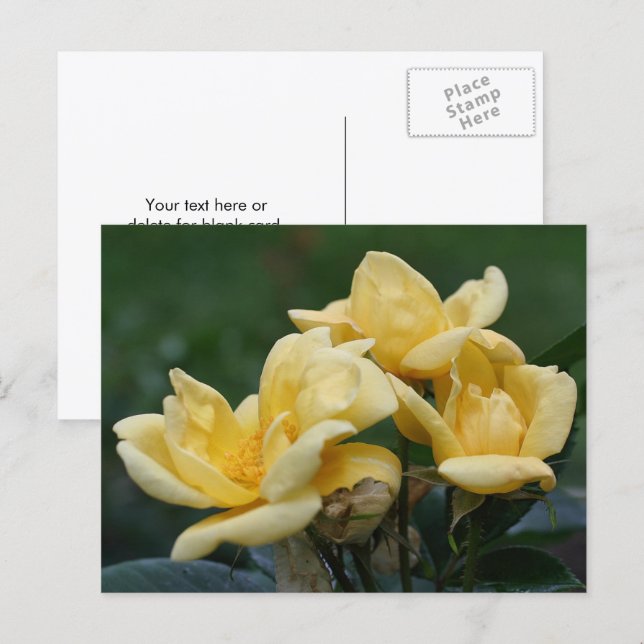 Yellow Rosebuds Flower Photography  Postkarte (Vorne/Hinten)