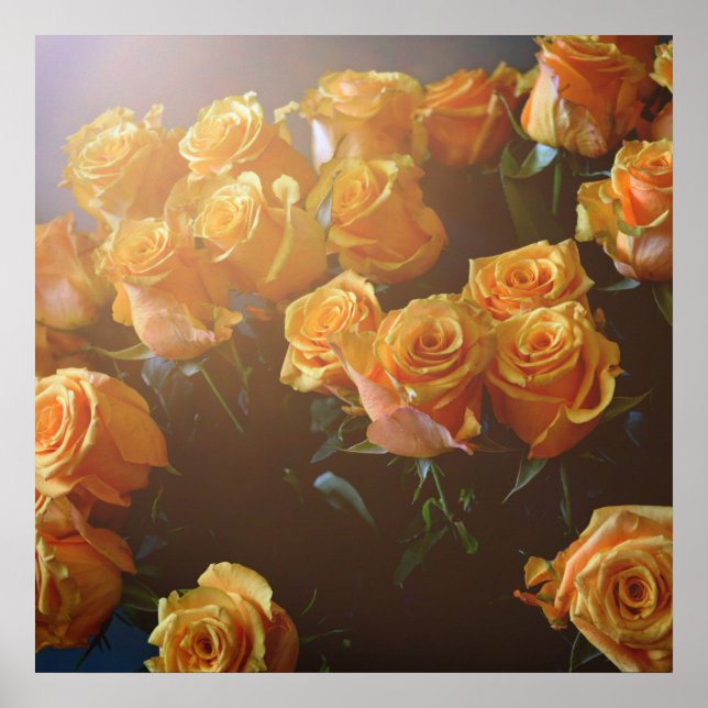 Yellow roses poster (Vorne)