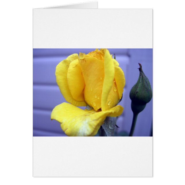 Yellow Rsoebud (Vorne)