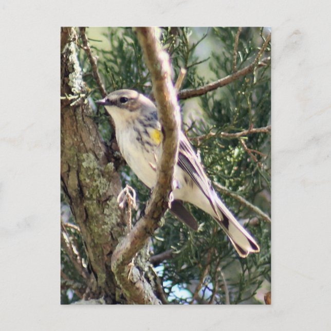 Yellow Rumped Warbler Foto Postkarte (Vorderseite)
