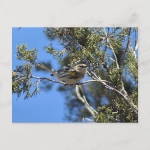 Yellow Rumped Warbler Foto Postkarte