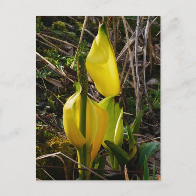 Yellow Skunk Cabbage Blume Postcard  Postkarte (Vorderseite)