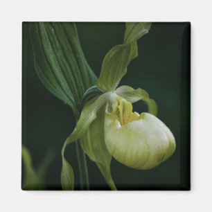 Yellow Slipper Magnet