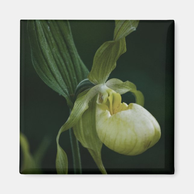 Yellow Slipper Magnet (Vorne)