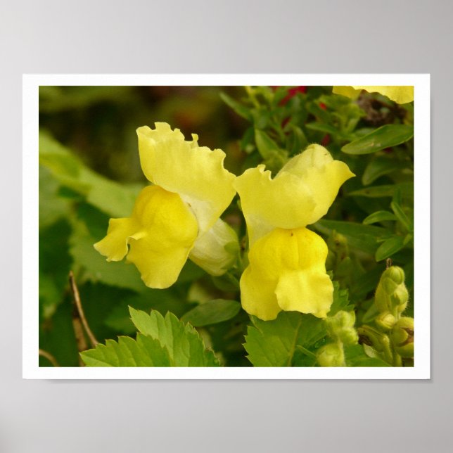 Yellow Snapdragons Poster (Vorne)