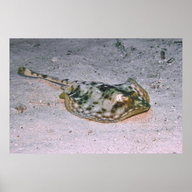 Yellow Stingray in the Sand Poster (Vorne)