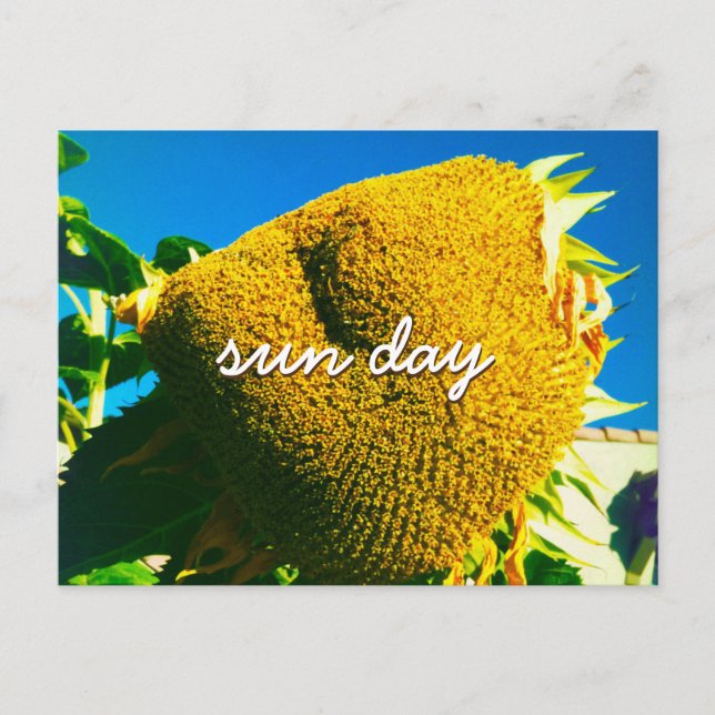 Yellow Sunflower Foto Sun Day Quotierskript Postkarte (Vorderseite)