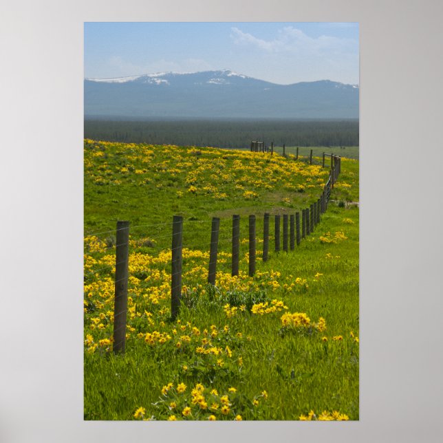 Yellow Sunflowers and Mountains Poster (Vorne)
