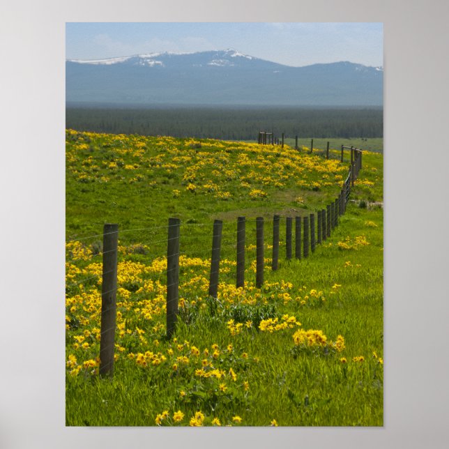 Yellow Sunflowers and Mountains Poster (Vorne)