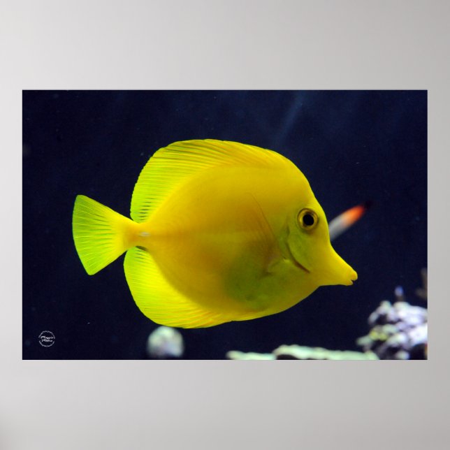 Yellow Tang Poster (Vorne)