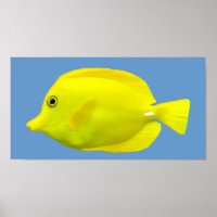 Yellow Tang Tropical Fish