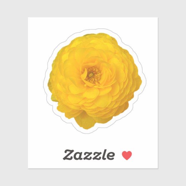 Yellow Transvaal Daisy Blossom Aufkleber (Blatt)
