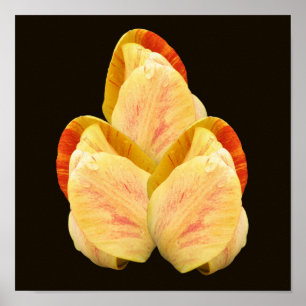 Yellow Tulip Blume Petals Bouquet Poster