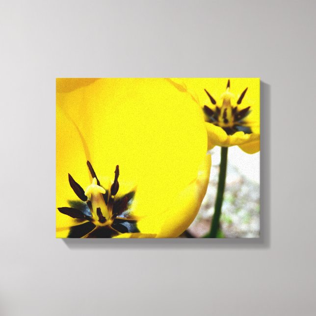 Yellow Tulip Canvas Print Leinwanddruck (Vorderseite)