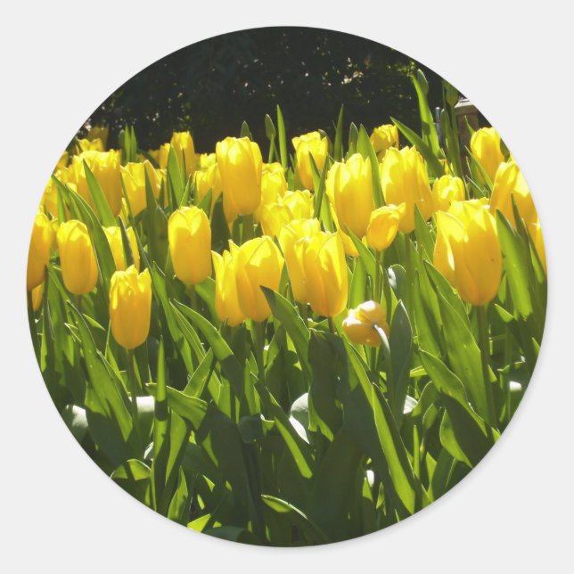 Yellow Tulip Garden Runder Aufkleber (Vorderseite)