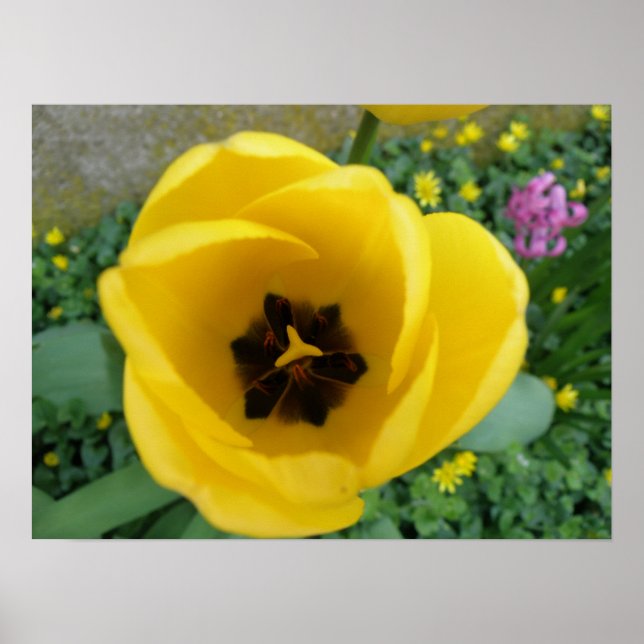 Yellow Tulip Macro Print Poster (Vorne)