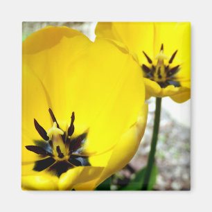 Yellow Tulip Magnet