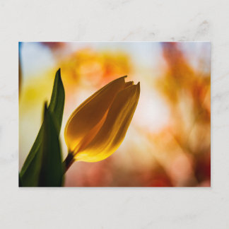 Yellow Tulip Quick Hello PostCard Postkarte