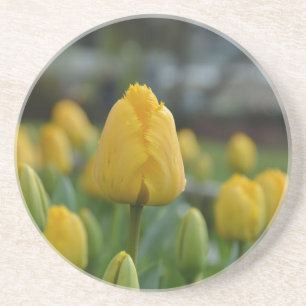 Yellow Tulips in the field Sandstein Untersetzer